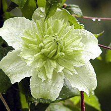 Основное изображение товара