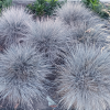 Овсяница сизая (Festuca cinerea) Варна С3 РФр/26