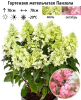 Гортензия метельчатая (Hydrangea paniculata) Панзола 2-3вет ОКС СП/25