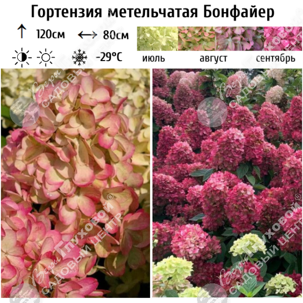 Гортензия метельчатая "Бонфайер" на фото