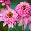 Эхинацея пурпурная 