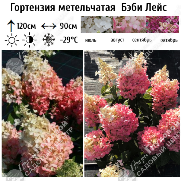 Гортензия метельчатая "Бэби Лейс" на фото