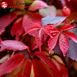 Виноград девичий 