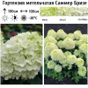 Гортензия метельчатая (Hydrangea paniculata) Саммер Бризе  С3 СП/24