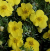Лапчатка кустарниковая (Potentilla fruticosa) Кобольд  С3 СП/24