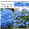 Гортензия крупнолистная (Hydrangea macrophyllа) Эндлесс Саммер Ориджинал Блю  С3 БдН/25