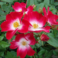 Основное изображение товара