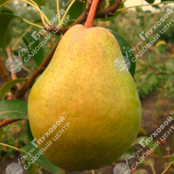 Груша "Просто Мария" на фото