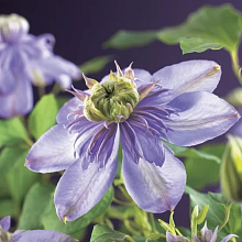 Основное изображение товара