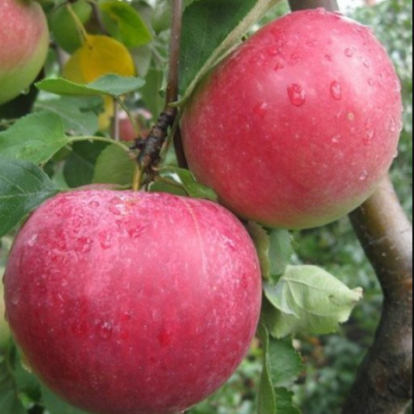 Рисунок 319.jpg