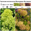 Гортензия метельчатая (Hydrangea paniculata) Жемчужина Фестиваля  С2 СП/25