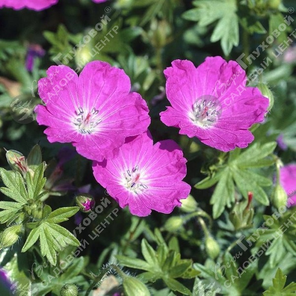 Герань кроваво-красная "Эльсбет" на фото