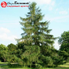 Лиственница европейская (Larix decidua) 150-200 С7,5 СП/25