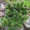 Сосна горная "Пикобело" на фото