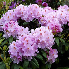 Основное изображение товара