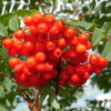 Рябина обыкновенная (Sorbus aucuparia) 175-200 С10 БАл/24