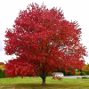 Клен красный на фото