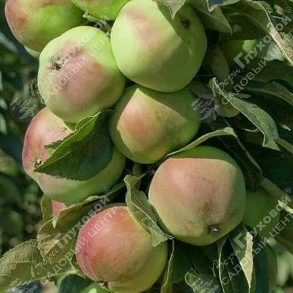 Яблоня колоновидная "Каскад" на фото