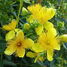 Основное изображение товара