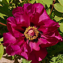 Основное изображение товара