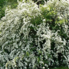 Спирея Вангутта (Spiraea vanhouttei)   С3 СП/24
