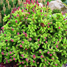 Основное изображение товара