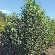 Основное изображение товара