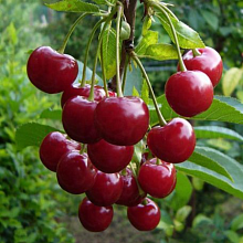 Дюк Превосходная Веньяминова (средний сорт)