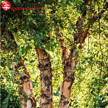 Основное изображение товара