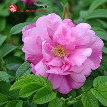 Основное изображение товара