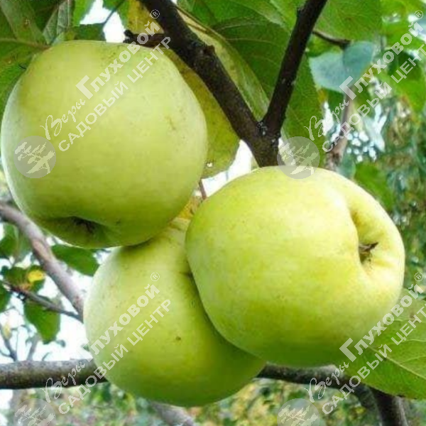 Яблоня "Антоновка" на фото