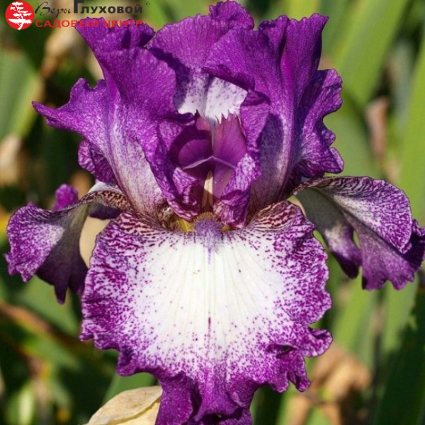 Основное изображение товара