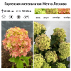 Гортензия метельчатая (Hydrangea paniculata) Мечта Лесково С3 РЛ/25