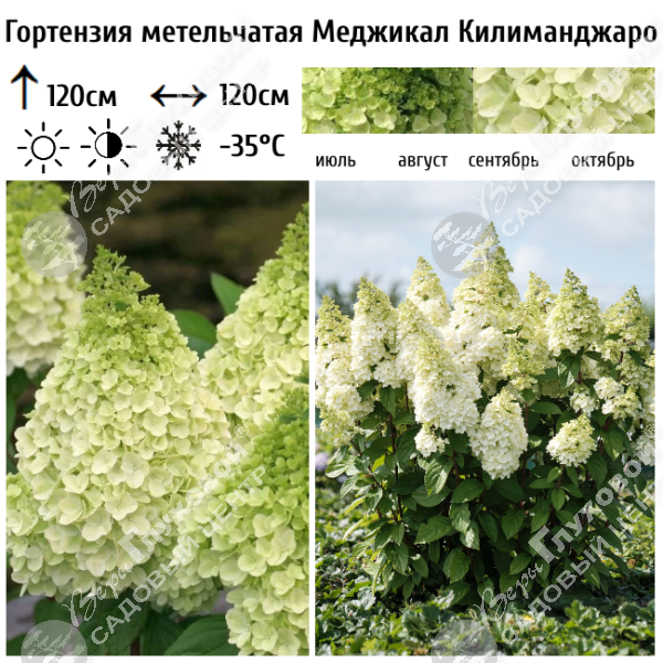 Гортензия метельчатая "Меджикал Килиманджаро" на фото