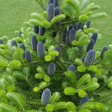 Пихта корейская (Abies koreana)