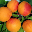 Абрикос 