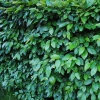 Кизильник блестящий (Cotoneaster lucidus)   С5 СП/24