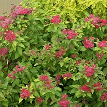 Основное изображение товара