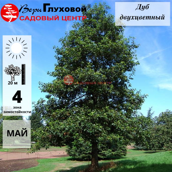 Основное изображение товара