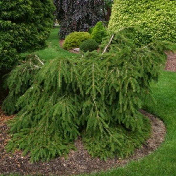 Ель обыкновенная "Форманек" Picea abies "Formanek"