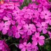 Флокс шиловидный (Phlox subulata) МакДэниелс Кушон Р9 НАп/26