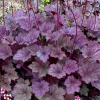 Гейхера гибридная (Heuchera x hybrida) Фростед Вайолет С2 СП/25