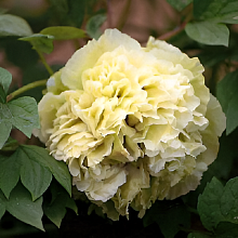 Основное изображение товара