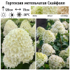 Гортензия метельчатая (Hydrangea paniculata) Скайфолл Р9 СП/26