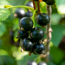 Основное изображение товара