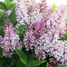 Основное изображение товара