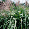 Мискантус китайский (Miscanthus sinensis)  С3 РФр/26