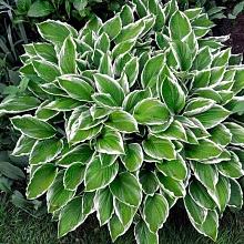 Хоста ‘Голд стандарт’ - Hosta fortunei ‘Gold standart’