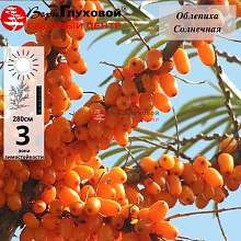 Основное изображение товара