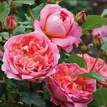 Основное изображение товара